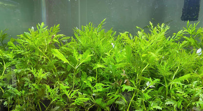 Assorted Beginner Aquarium Plant Bundle - 4 pack - Shrimp and betta tank - Green plants