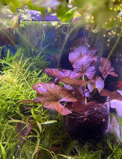 Red Tiger Lotus (Nymphaea) with Bulb: Live Aquarium Plant