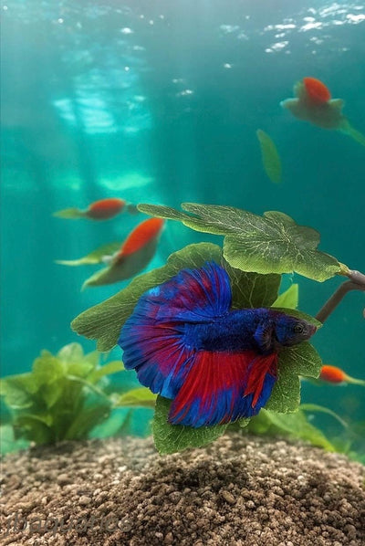 Silk Betta Resting Leaf – Aquarium Fish Bed, Double Leaf Design