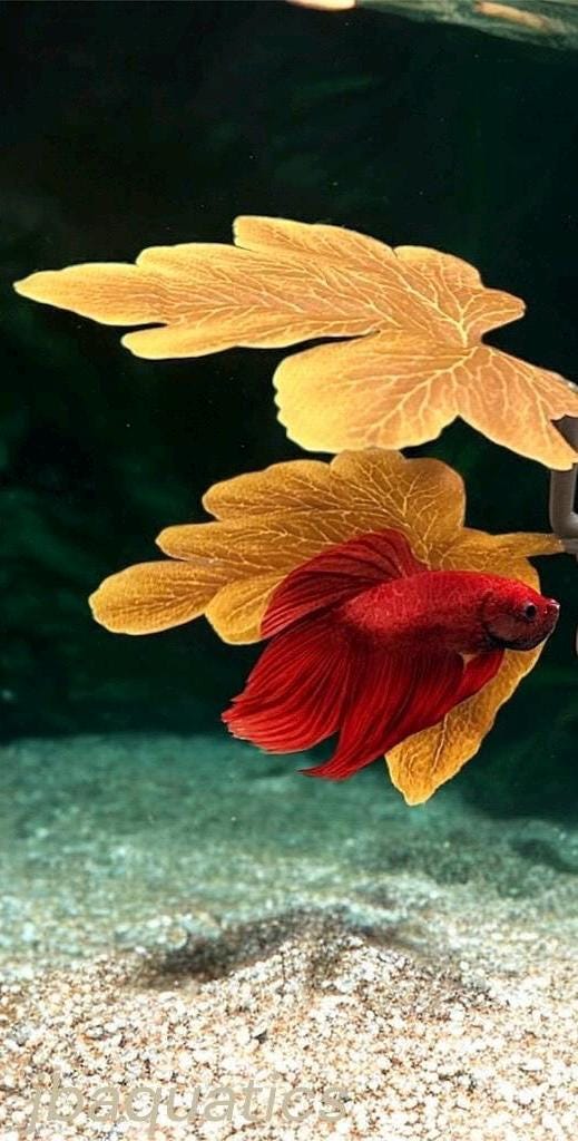 Betta Fish Resting Leaf: Aquarium Bed, Purple Decor