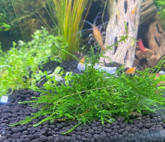 Christmas Moss: Live Aquarium Plant - Beginner Plant - shrimp favorite!