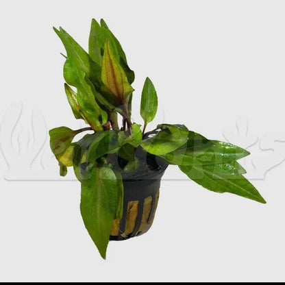 Cryptocoryne Undulata  Hardy, Wavy-Leaf Aquarium Plant for Midground Beauty