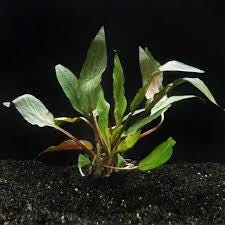 Cryptocoryne Undulata  Hardy, Wavy-Leaf Aquarium Plant for Midground Beauty