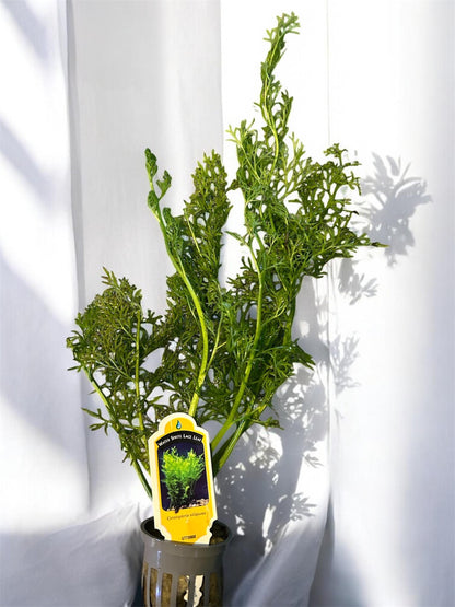 Watersprite Fern (Ceratopteris thalictroides) - Live Aquarium Plant - Fast Growing Beginner Plant