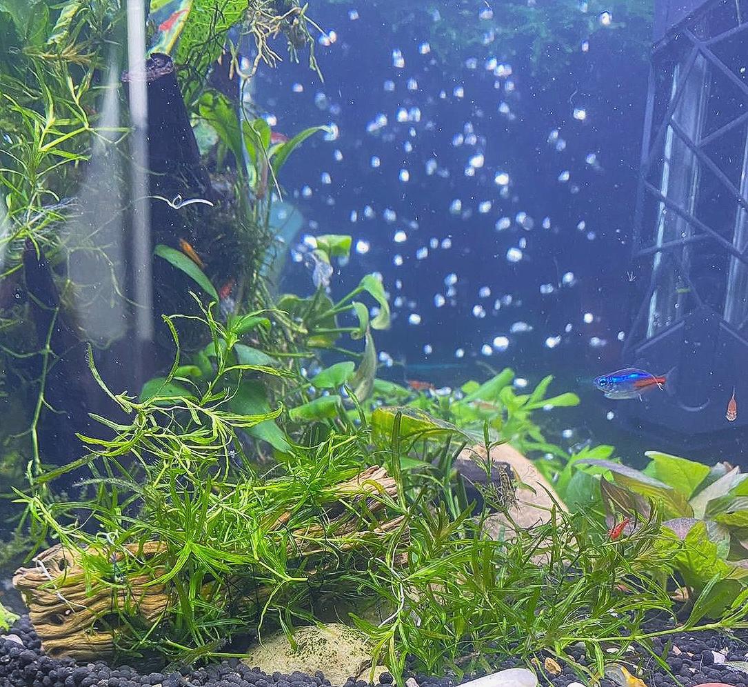 Hornwort and Guppy grass - Live Beginner Plants - Shrimp Starter Bundle