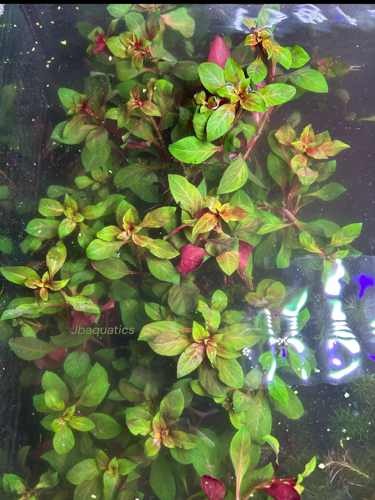 Dark Red Ludwigia | Vibrant Aquarium Stem Plant for Aquascape