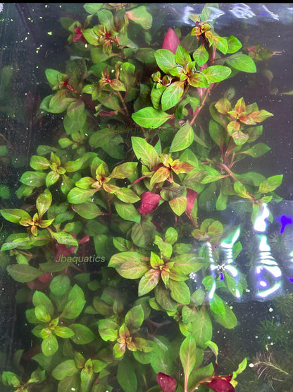 Dark Red Ludwigia | Vibrant Aquarium Stem Plant for Aquascape