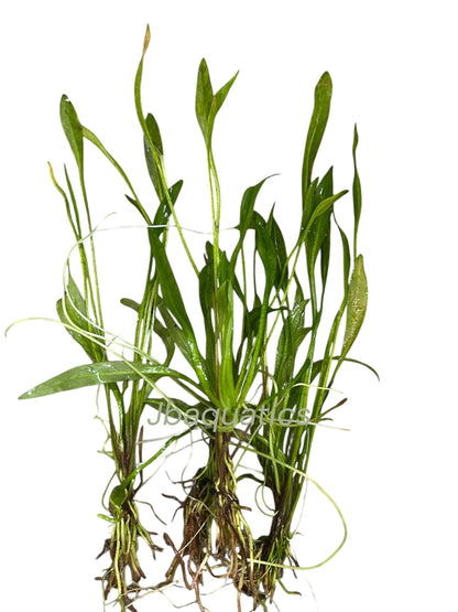 Narrow Leaf Chain Sword Live Aquarium Plant | Foreground Carpet Plant for Aquascape Tanks | Easy Low-Tech Aquarium Plant