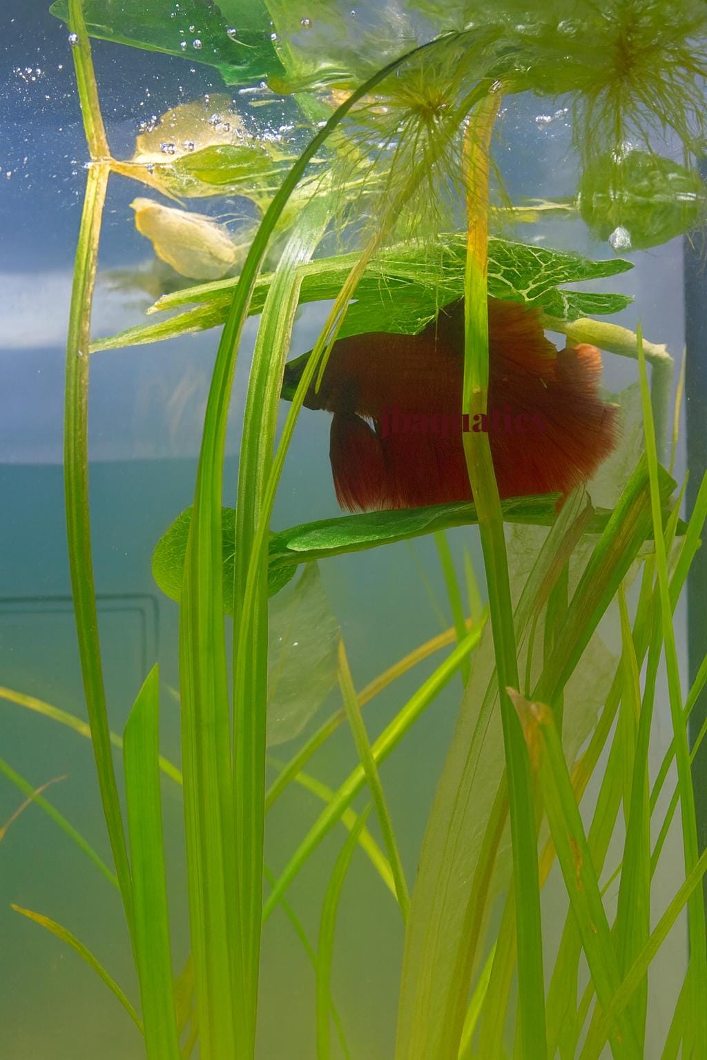 Betta Fish Resting Leaf: Aquarium Bed, Purple Decor