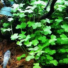 Aquatic Plant 6 pack Bundle of Your choice! - Beginner Aquarium Plants