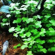 Beginner Aquarium Plant Variety Bundle: Live Freshwater Aquascape