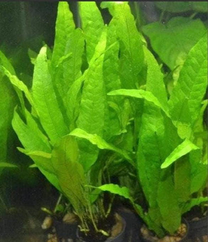 Assorted Beginner Aquarium Plant Bundle - 4 pack - Shrimp and betta tank - Green plants