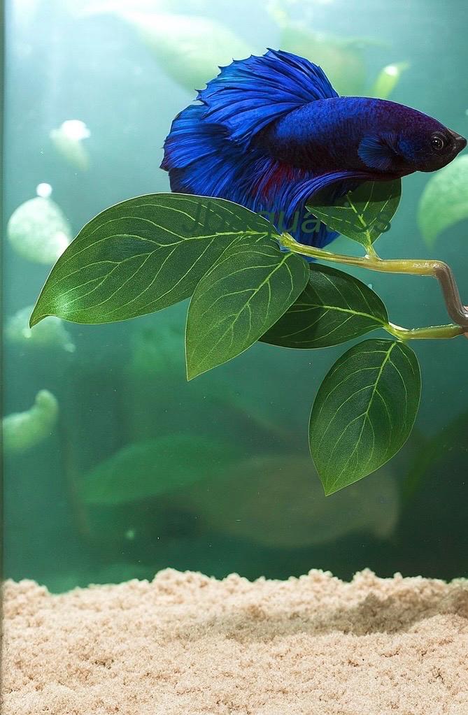 Silk Betta Resting Leaf – Aquarium Fish Tank Decor