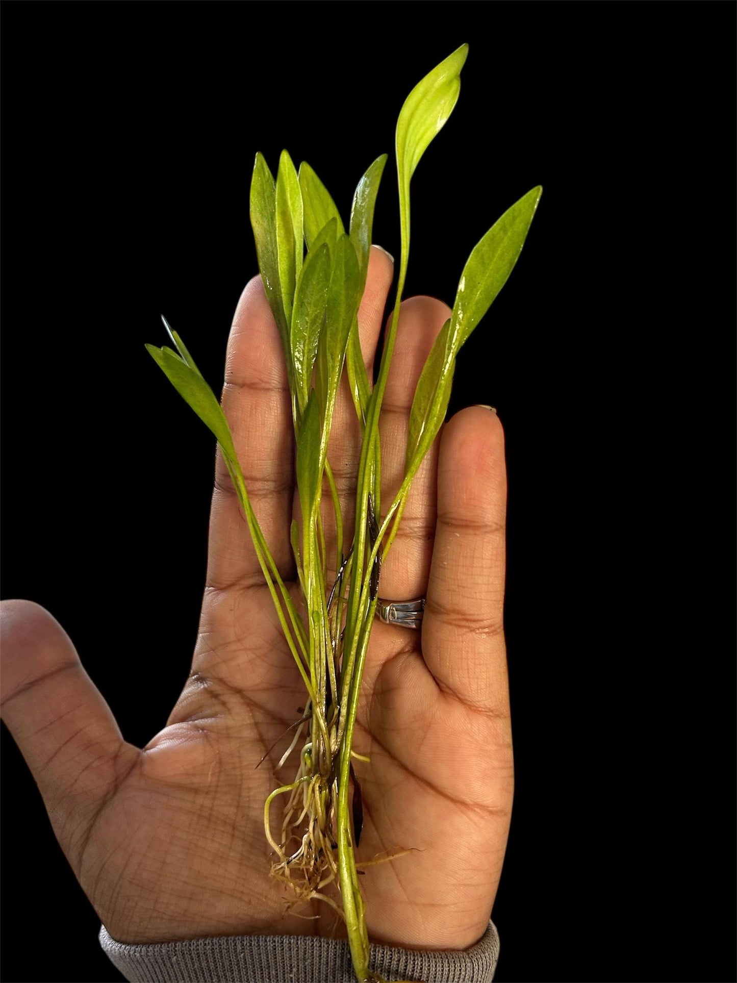 Narrow Leaf Chain Sword Live Aquarium Plant | Foreground Carpet Plant for Aquascape Tanks | Easy Low-Tech Aquarium Plant