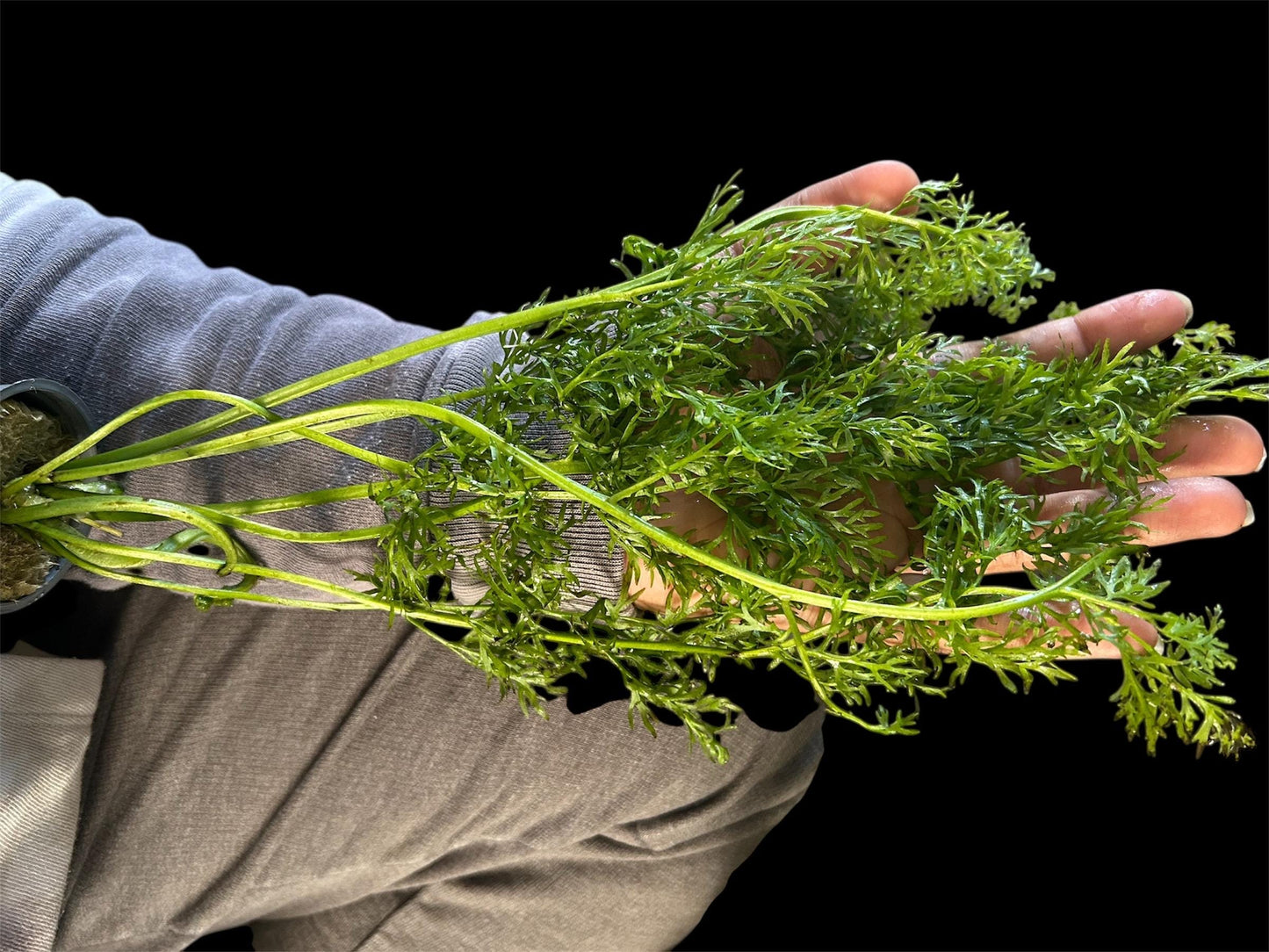 Watersprite Fern (Ceratopteris thalictroides) - Live Aquarium Plant - Fast Growing Beginner Plant