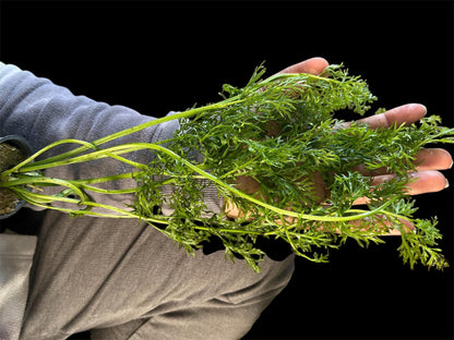 Watersprite Fern (Ceratopteris thalictroides) - Live Aquarium Plant - Fast Growing Beginner Plant