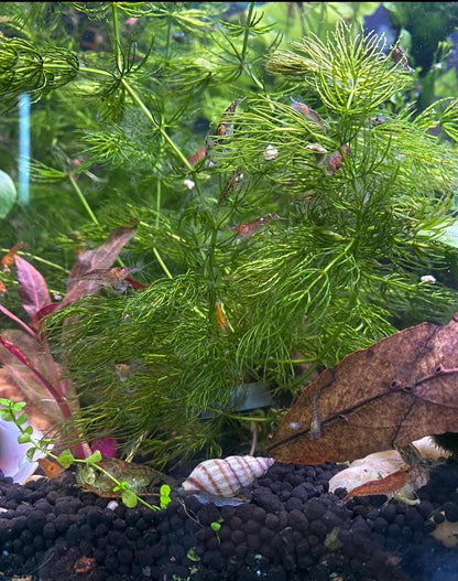 Assorted Beginner Aquarium Plant Bundle - 4 pack - Shrimp and betta tank - Green plants