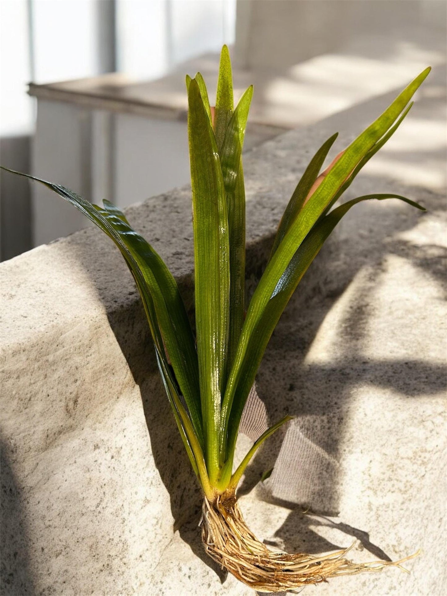 Wide Leaf Sagittaria Aquarium Plant – Easy Beginner Background Plant