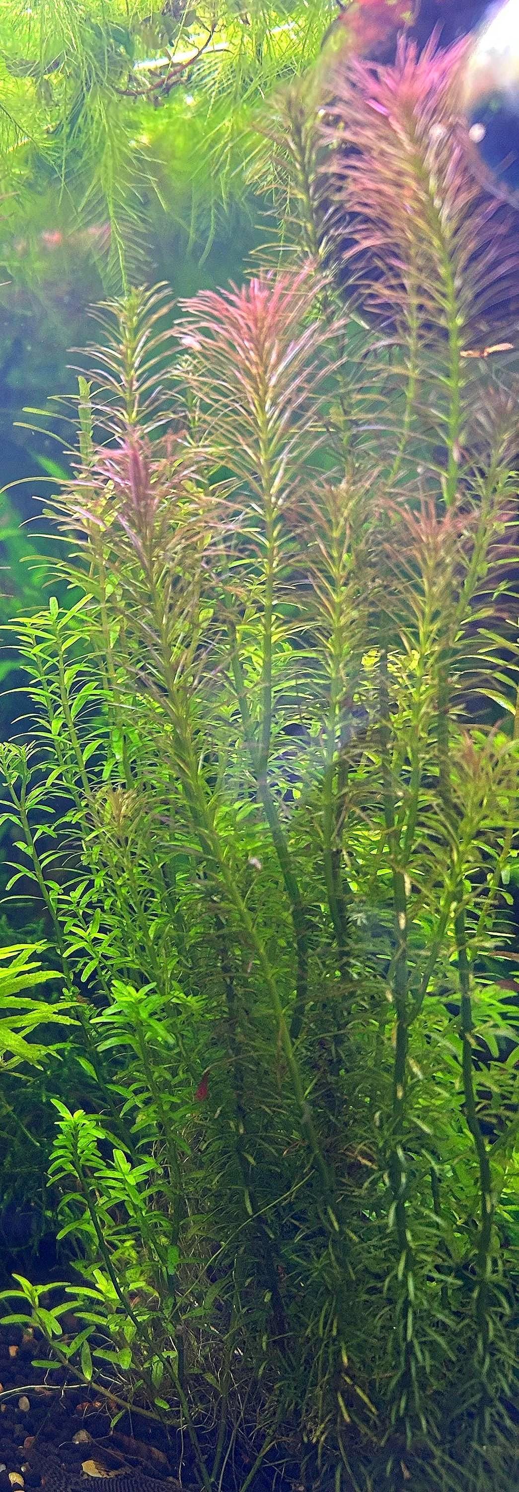 Rotala Wallachi - Live Aquarium Plant - Beginner Plant