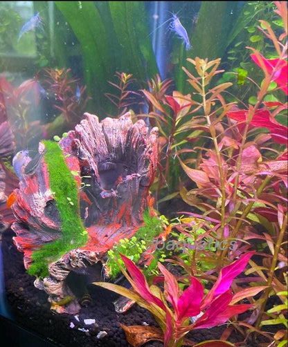 Alternanthera Reineckii (Scarlet Temple)- Live Aquarium Plant | Easy Beginner Plant for Aquascaping | Vibrant Red