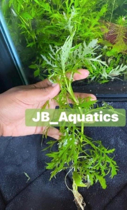 Water Wisteria Live Aquarium Plant | Hygrophila Difformis | Fast Growing Beginner Plant | Shrimp &  Background Plant
