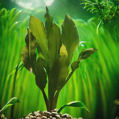 Amazon Sword & Java Fern Live Aquarium Plants | Freshwater Plants | Low Light, Hardy  - Beginner Pack