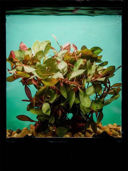 Dark Red Ludwigia | Live Beginner Aquarium Plant