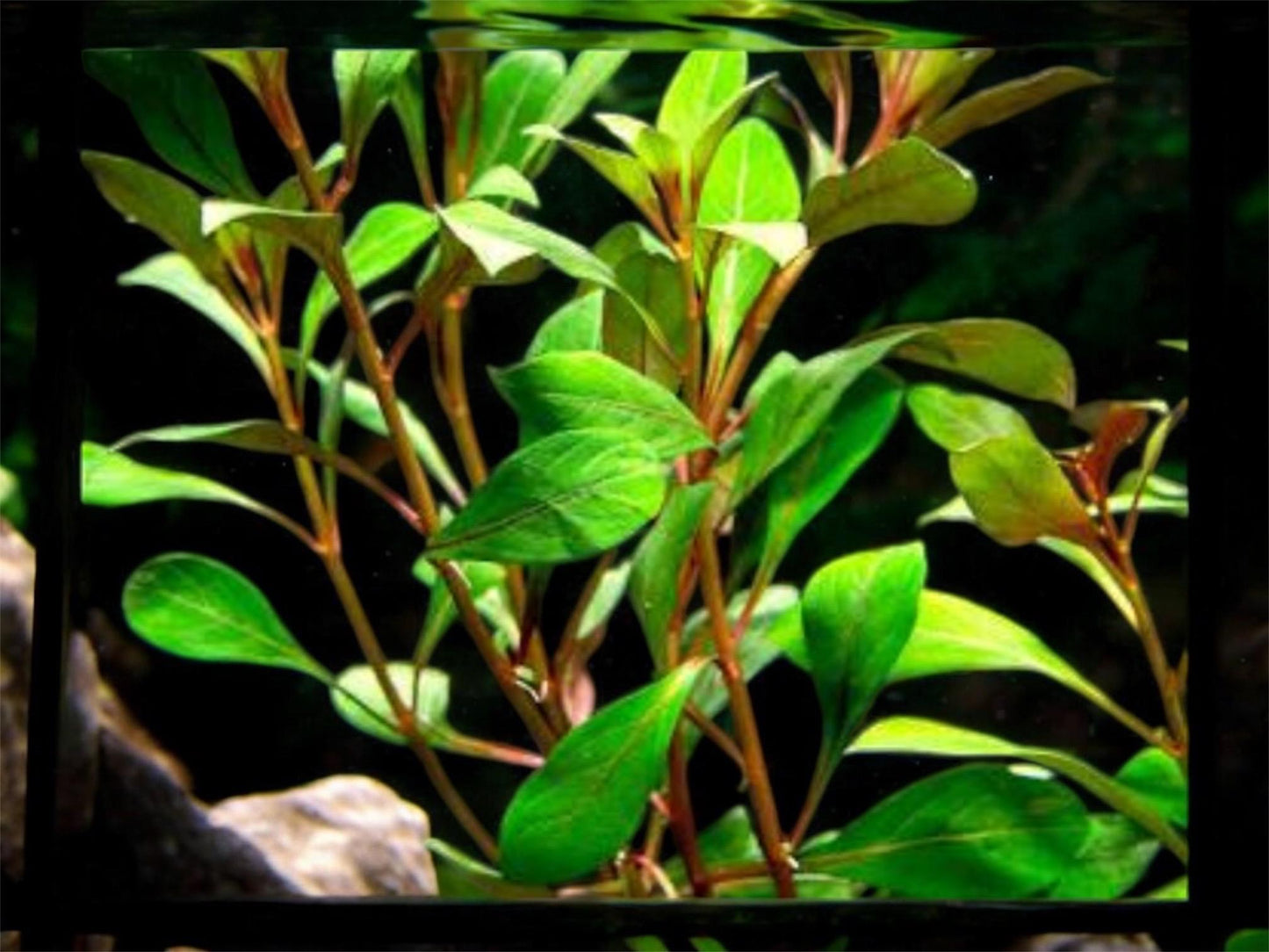 Dark Red Ludwigia | Live Beginner Aquarium Plant