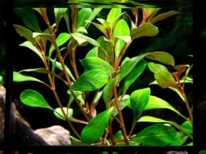 Dark Red Ludwigia | Live Beginner Aquarium Plant