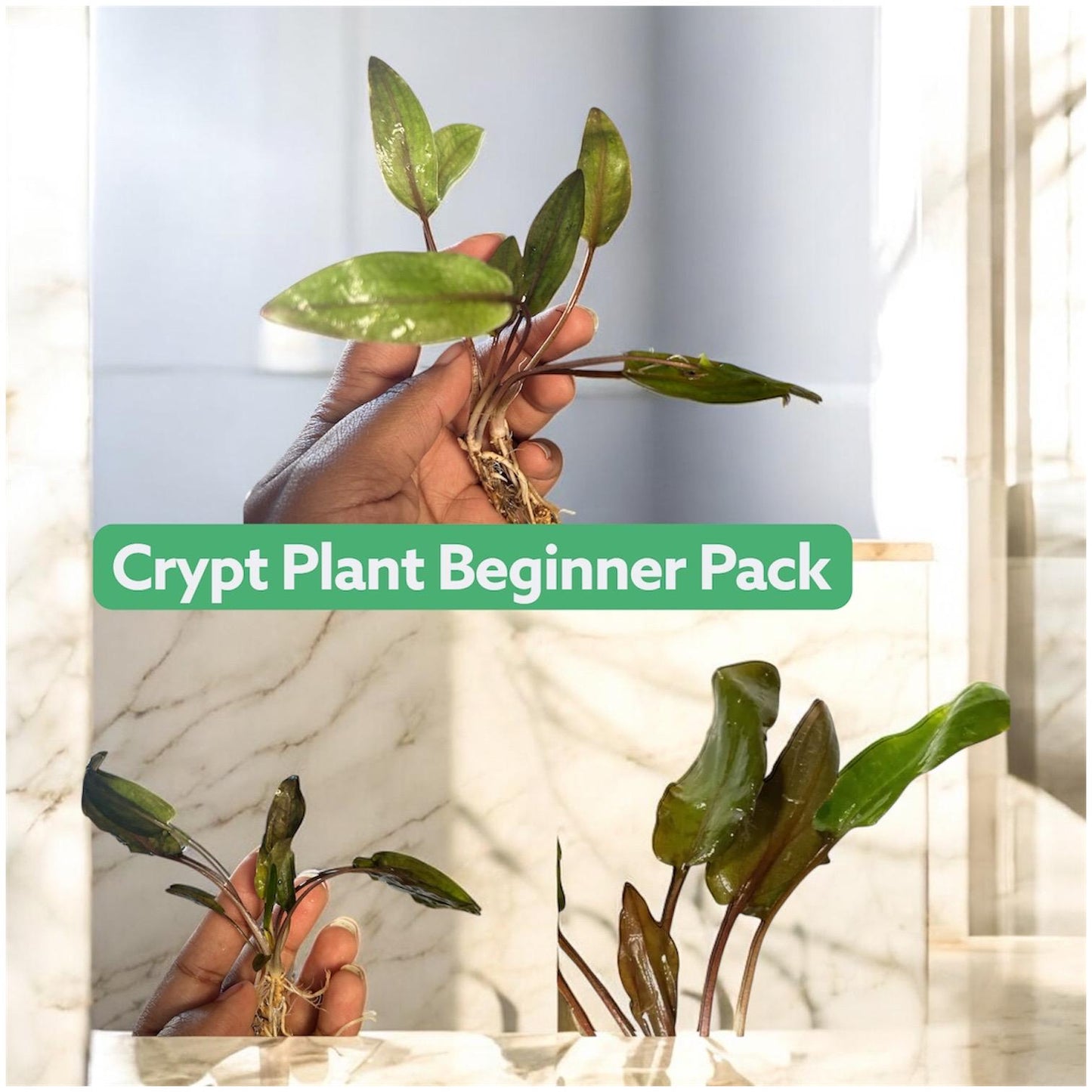 Cryptocoryne Bundle Pack  Undulata + Wendtii Brown + Wendtii Red | Live Aquarium Plants | Beginner Plant