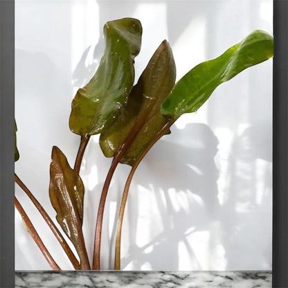 Cryptocoryne Plant Bundle – Undulata + Wendtii Brown and Red | Live Aquarium Plants | Beginner Plant