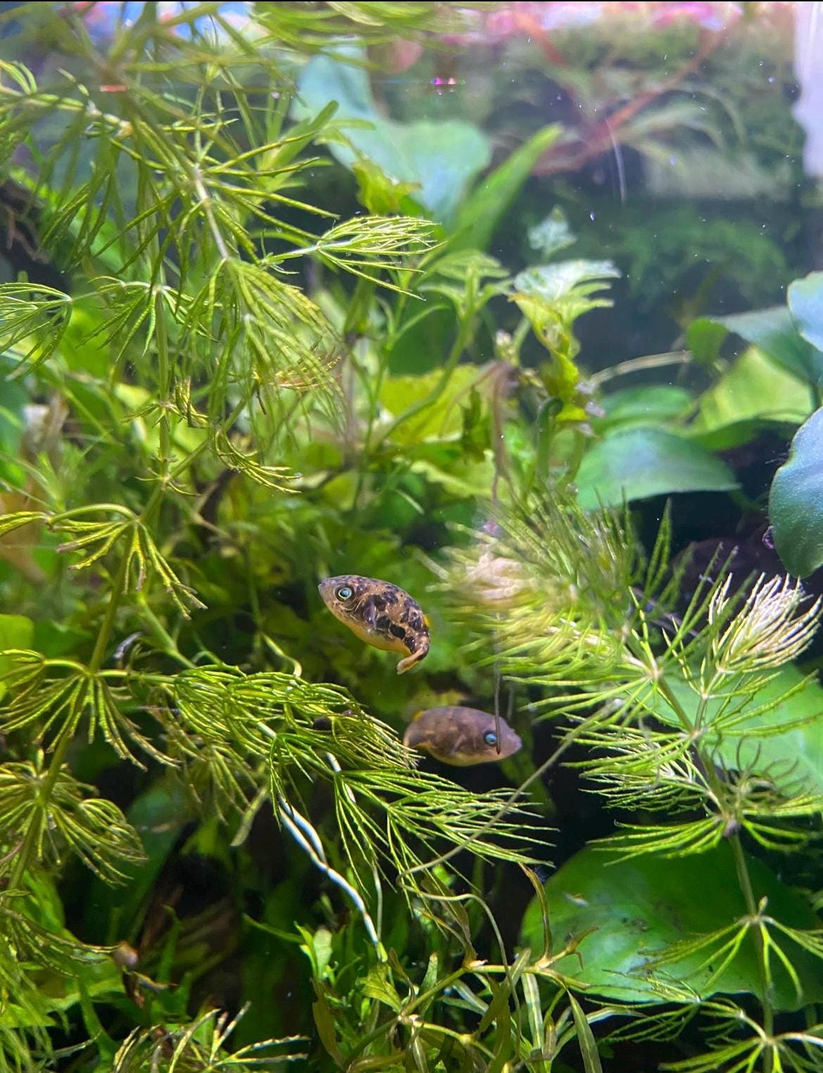 Hornwort and Guppy grass - Live Beginner Plants - Shrimp Starter Bundle