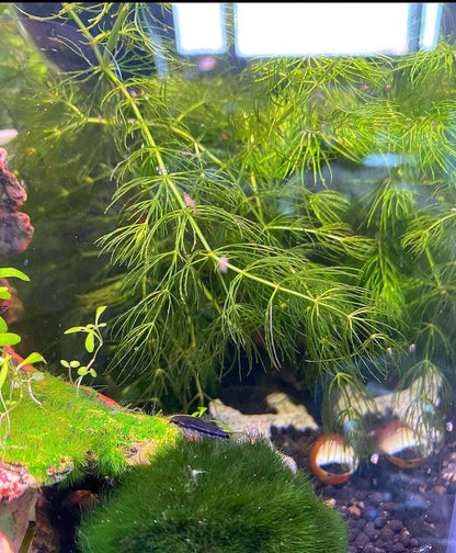 Hornwort and Guppy grass - Live Beginner Plants - Shrimp Starter Bundle