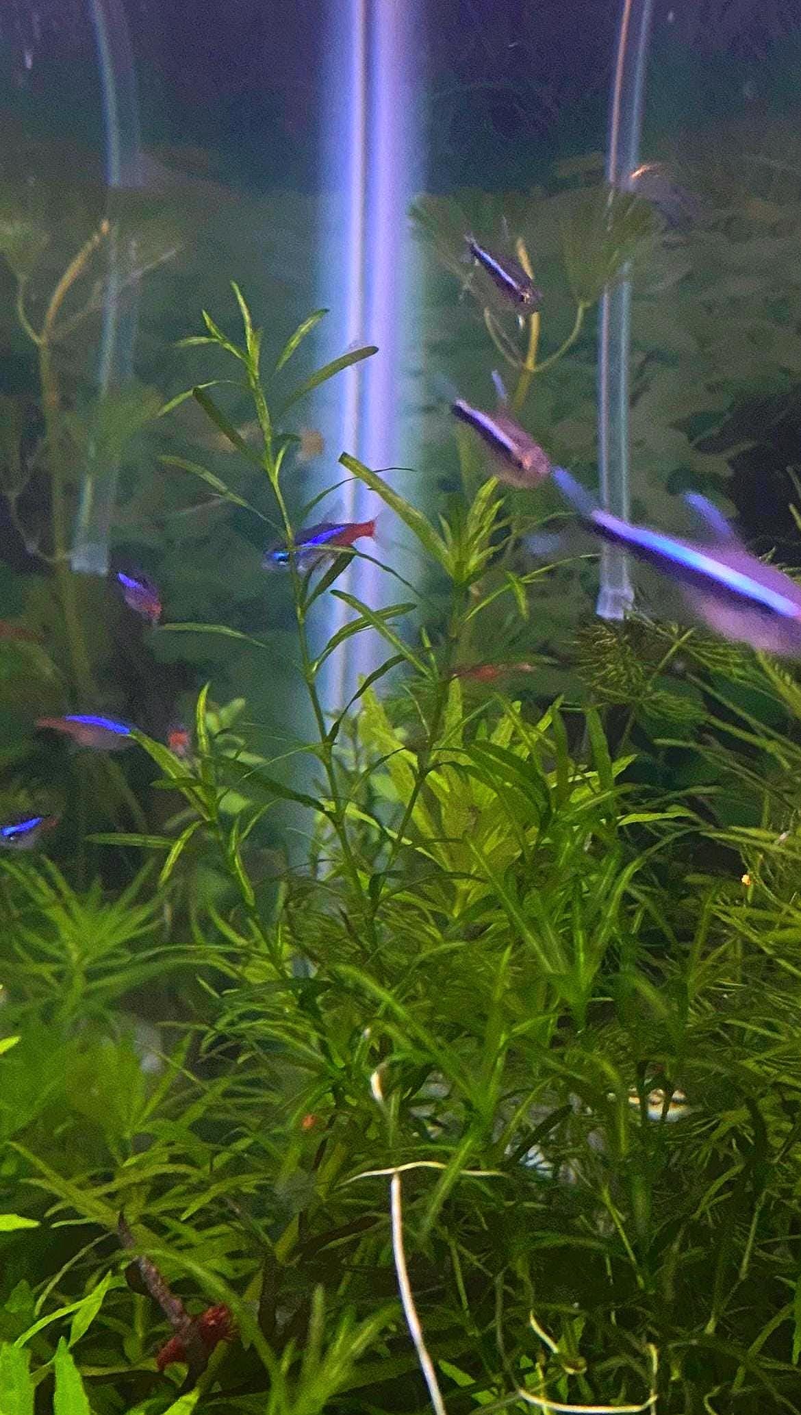 Hornwort and Guppy grass - Live Beginner Plants - Shrimp Starter Bundle