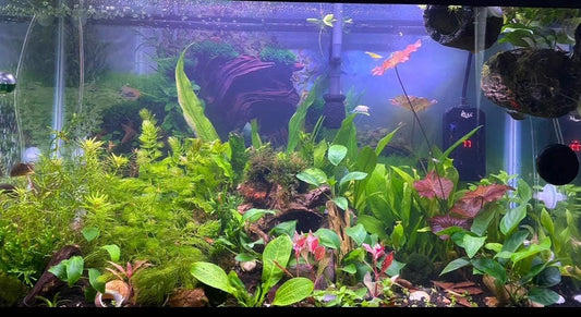 Beginner Aquarium Plant Variety Bundle: Live Freshwater Aquascape