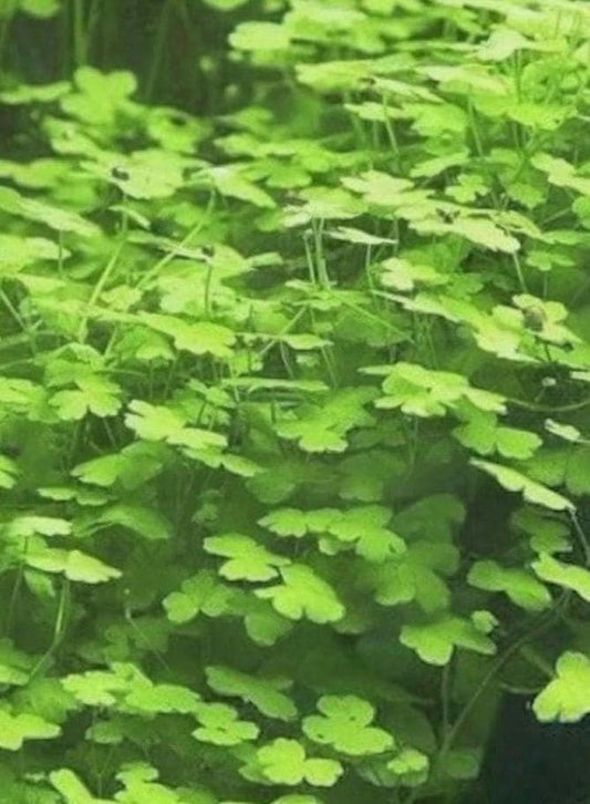 Hydrocotyle Tripartita (Japan): Live Aquarium Plant - Beginner plant -Beautiful versatile plant
