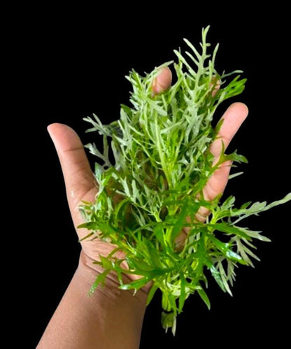 Water Wisteria (Hygrophila difformis) - Live Aquarium Plant - Beginner Plant - Low Maintenance