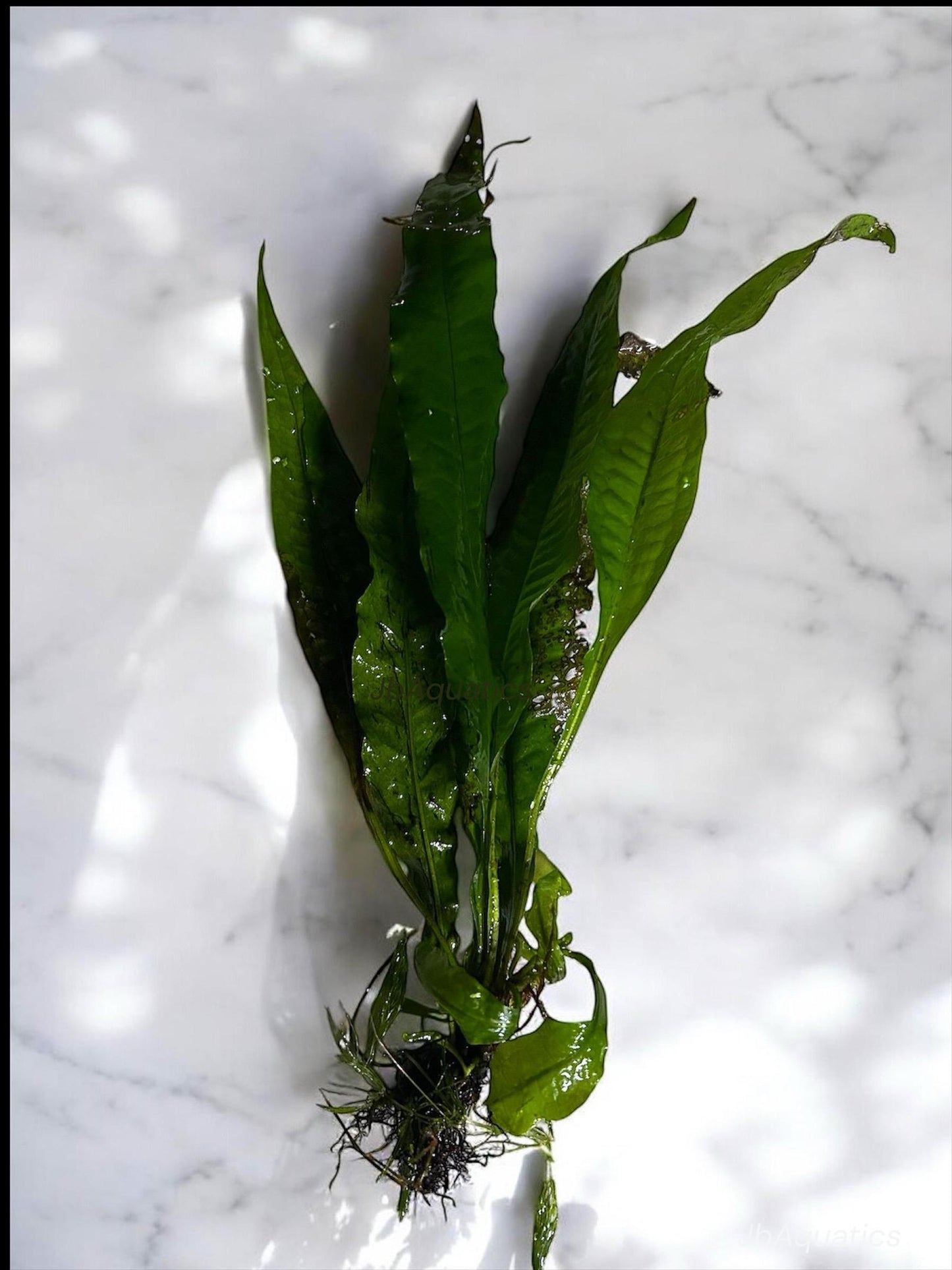 Java Fern Live Aquarium Plant - Beginner Plant