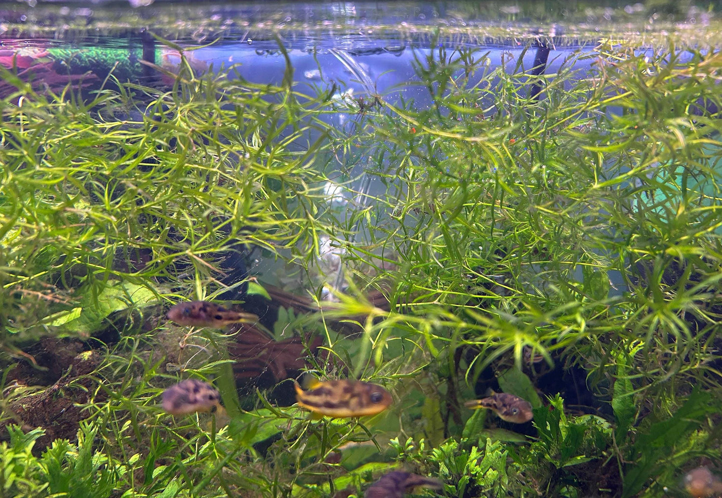 Hornwort and Guppy grass - Live Beginner Plants - Shrimp Starter Bundle