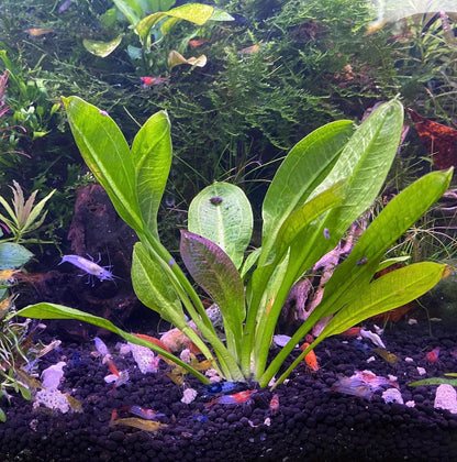 Rosette Sword Live Aquarium Plant - Low Tech Betta Fish Plant