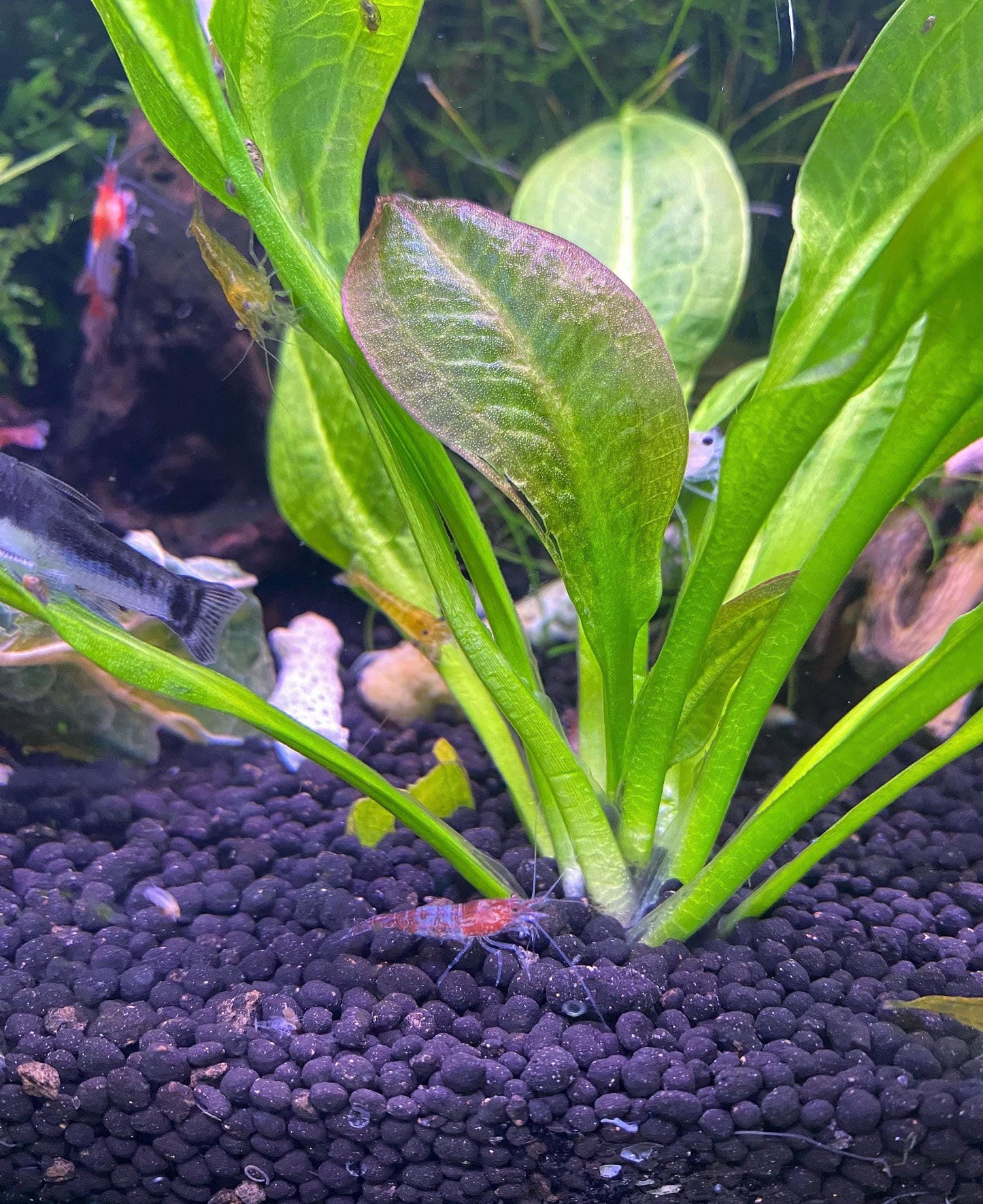 Rosette Sword Live Aquarium Plant - Low Tech Betta Fish Plant