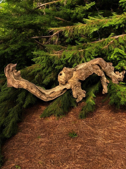 Monapai Natural Driftwood – Aquarium & Terrarium Decor (4-8 Inch)