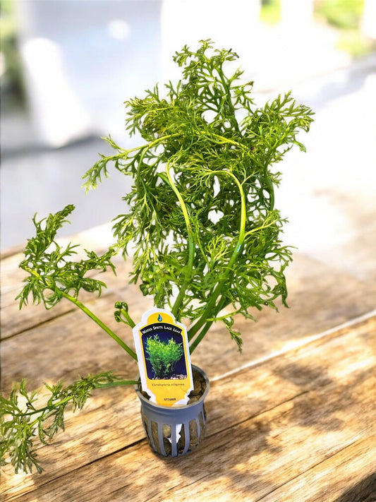 Watersprite Fern (Ceratopteris thalictroides) - Live Aquarium Plant - Fast Growing Beginner Plant