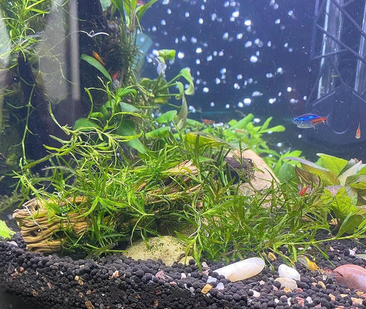 Guppy Grass - Live Beginner Plant | Fast Growing Plant | Natural Cover for nano fish, Shrimp & Fry | Floating or Rooted Plant