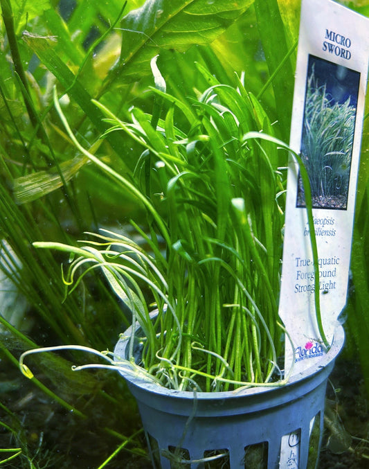 Micro Sword Live Potted Aquarium Plant – Foreground Carpet Plant for Aquascape - Beginner