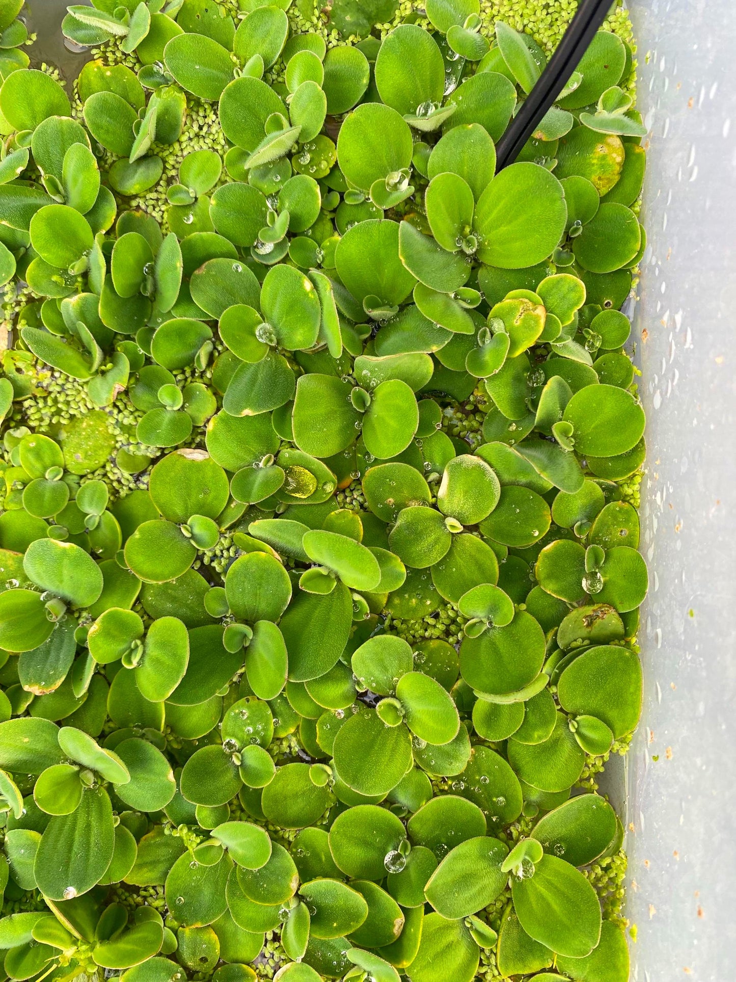 Dwarf Water Lettuce - Live Floating Aquarium Plant