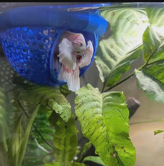 Floating Betta Fish bungalow Rest: Aquarium Decor - Betta Hammock