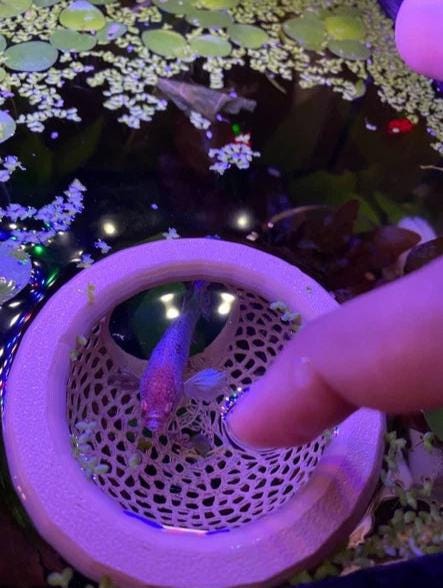 Floating Betta Fish bungalow Rest: Aquarium Decor - Betta Hammock