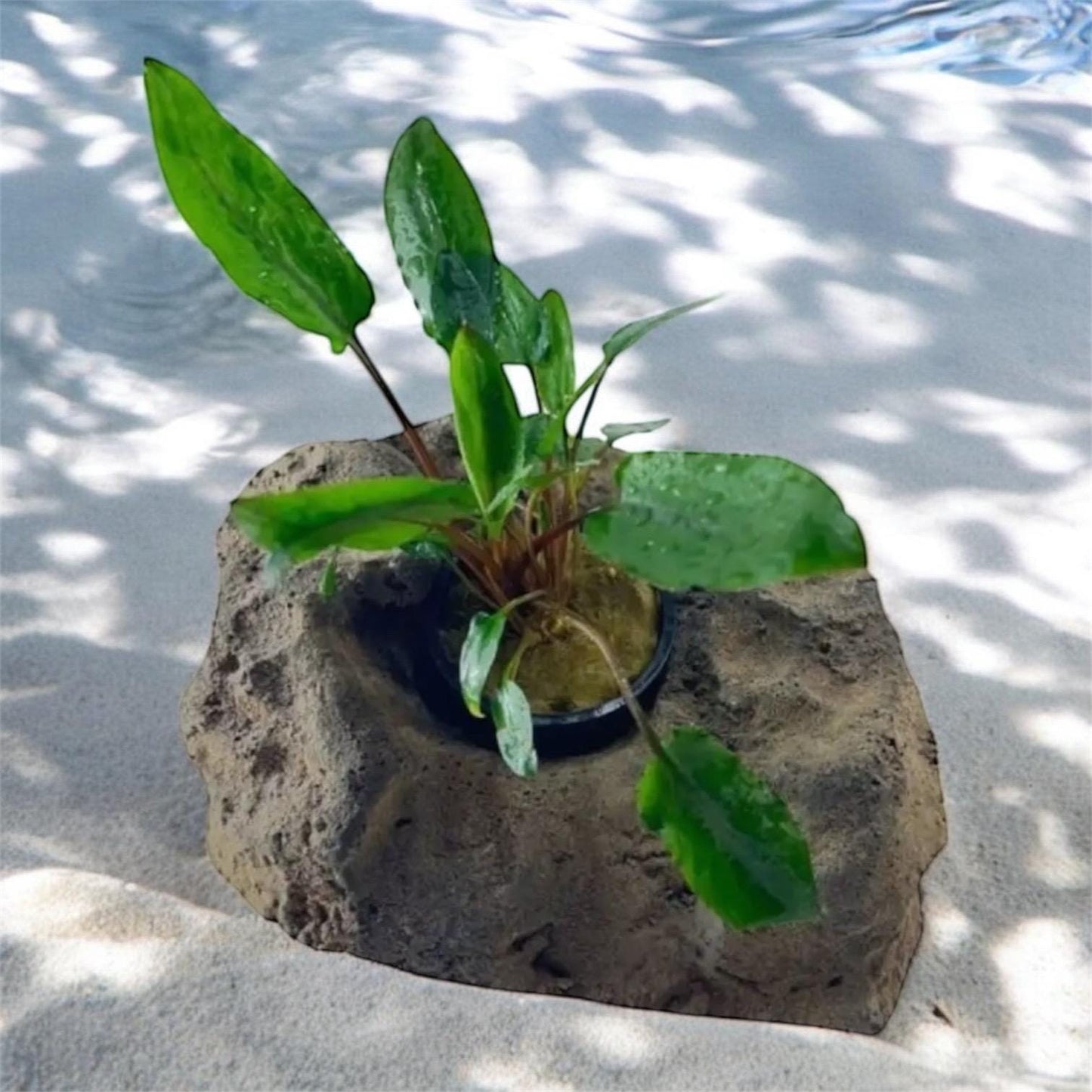 Cryptocoryne Wendtii Green | Easy Beginner Aquarium Plant