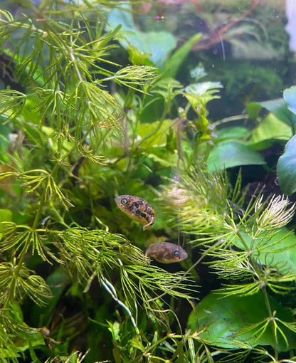 Assorted Beginner Aquarium Plant Bundle - 4 pack - Shrimp and betta tank - Green plants